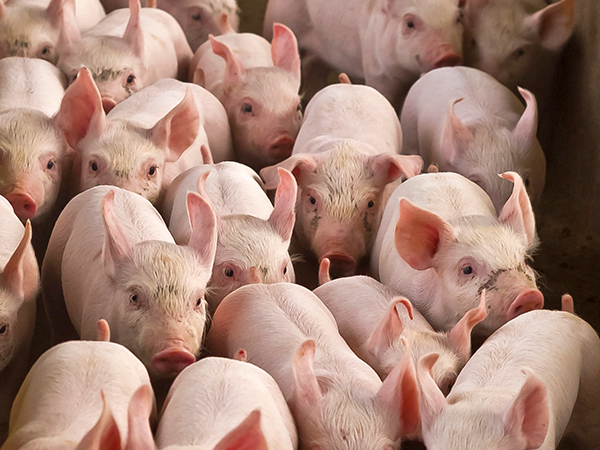 大湾区生猪市场发展前景分析